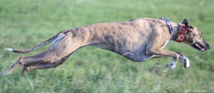 Whippet Behavior: Gentle, Athletic, and Elegant – A Comprehensive Guide