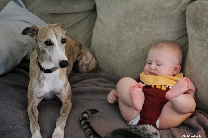 Whippet Behavior: Gentle, Athletic, and Elegant – A Comprehensive Guide