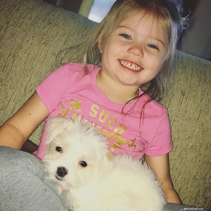 Understanding the Yorkie‑Ton: Temperament, Care, and Apartment Living