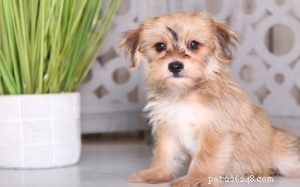 Understanding the Yorkie‑Ton: Temperament, Care, and Apartment Living