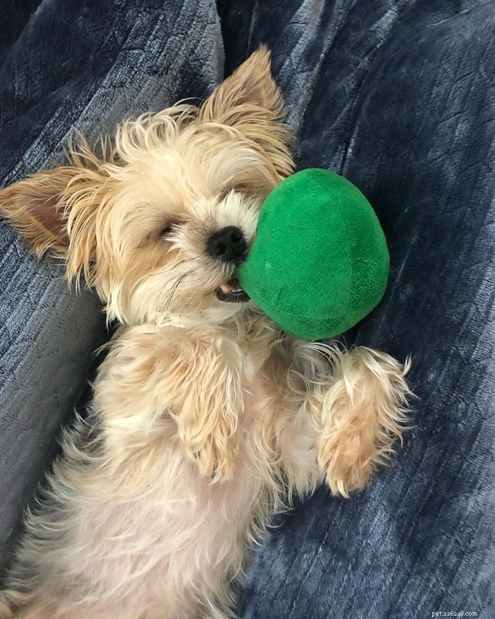 Understanding the Yorkie‑Ton: Temperament, Care, and Apartment Living