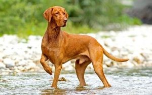 Understanding Vizsla Behavior: Traits, Care, and Training Tips