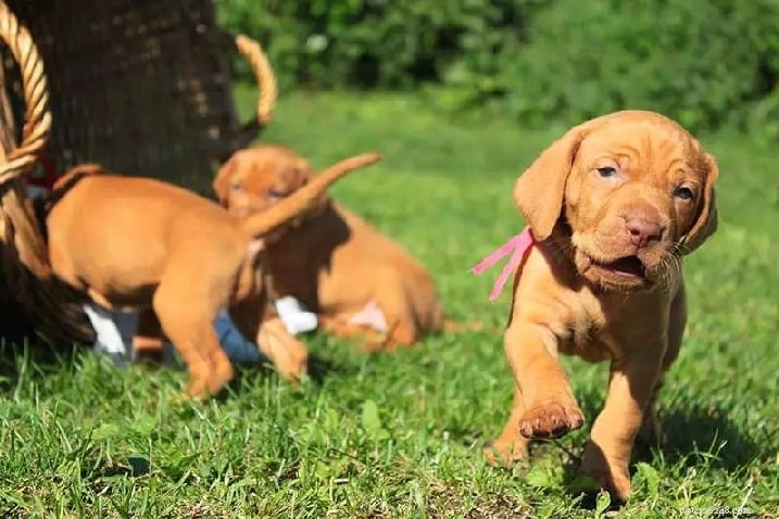 Understanding Vizsla Behavior: Traits, Care, and Training Tips