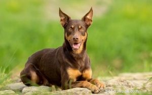 Understanding the Working Kelpie: Traits, Lifestyle, and Care