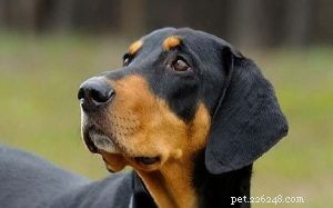 Understanding the Transylvanian Hound: Traits, Energy, and Care