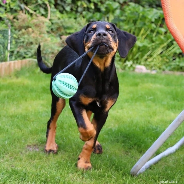 Understanding the Transylvanian Hound: Traits, Energy, and Care
