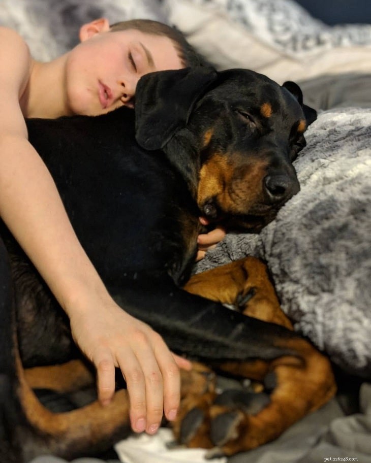 Understanding the Transylvanian Hound: Traits, Energy, and Care