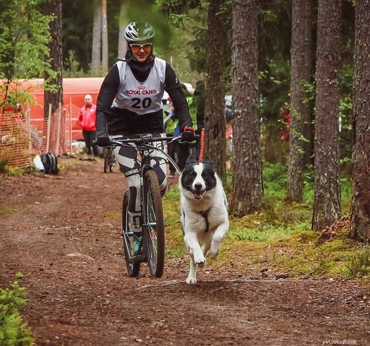 Yakutian Laika: Traits, Temperament & Family Companion Guide