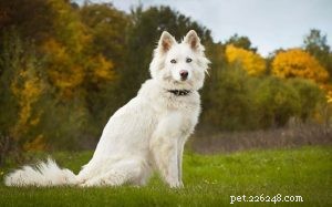 Yakutian Laika: Traits, Temperament & Family Companion Guide