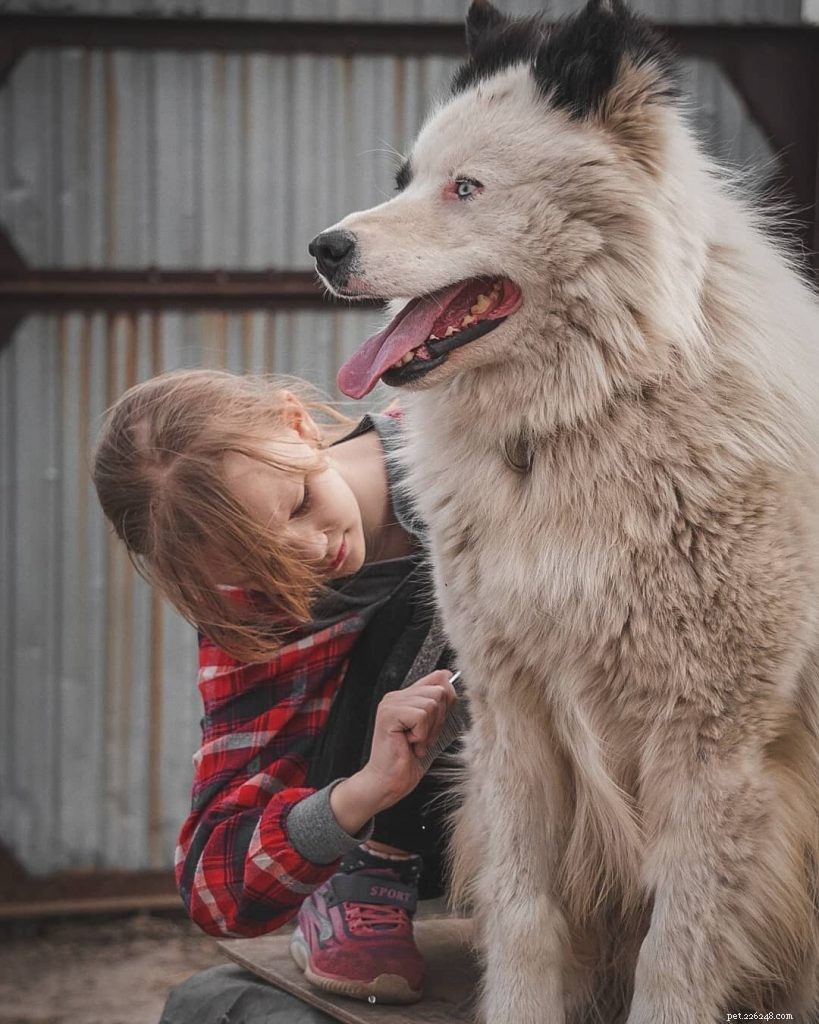 Yakutian Laika: Traits, Temperament & Family Companion Guide