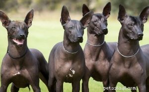 Xoloitzcuintli Behavior: Traits, Sizes, and Care Tips for the Mexican Hairless Dog