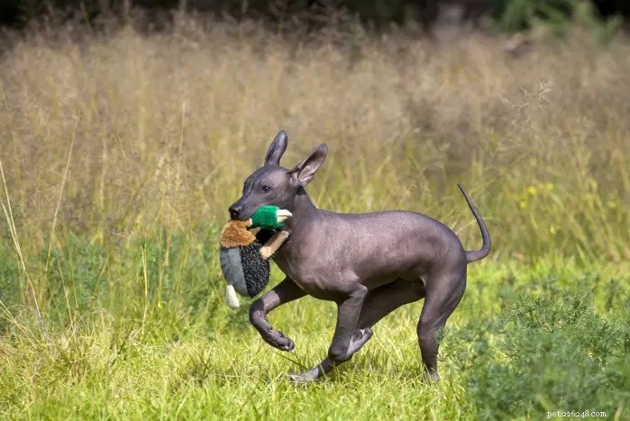 Xoloitzcuintli Behavior: Traits, Sizes, and Care Tips for the Mexican Hairless Dog