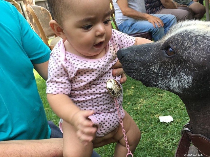 Xoloitzcuintli Behavior: Traits, Sizes, and Care Tips for the Mexican Hairless Dog