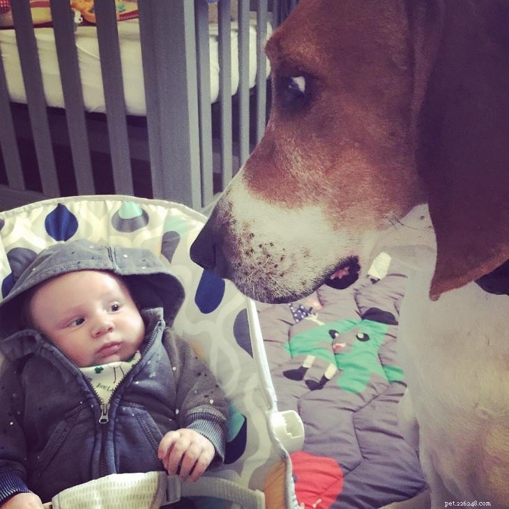 Treeing Walker Coonhound: Behavior, Needs, and Ideal Homes