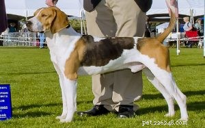 Treeing Walker Coonhound: Behavior, Needs, and Ideal Homes