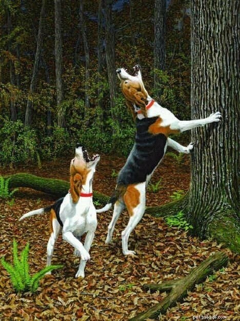 Treeing Walker Coonhound: Behavior, Needs, and Ideal Homes