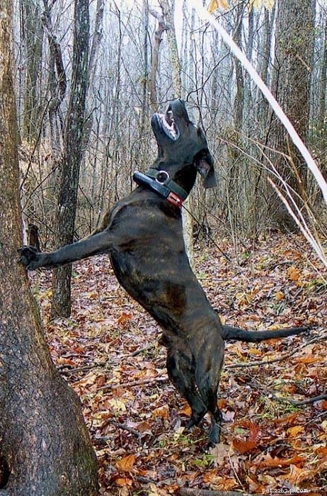 Treeing Tennessee Brindle: Behavior, Care, and Family Compatibility