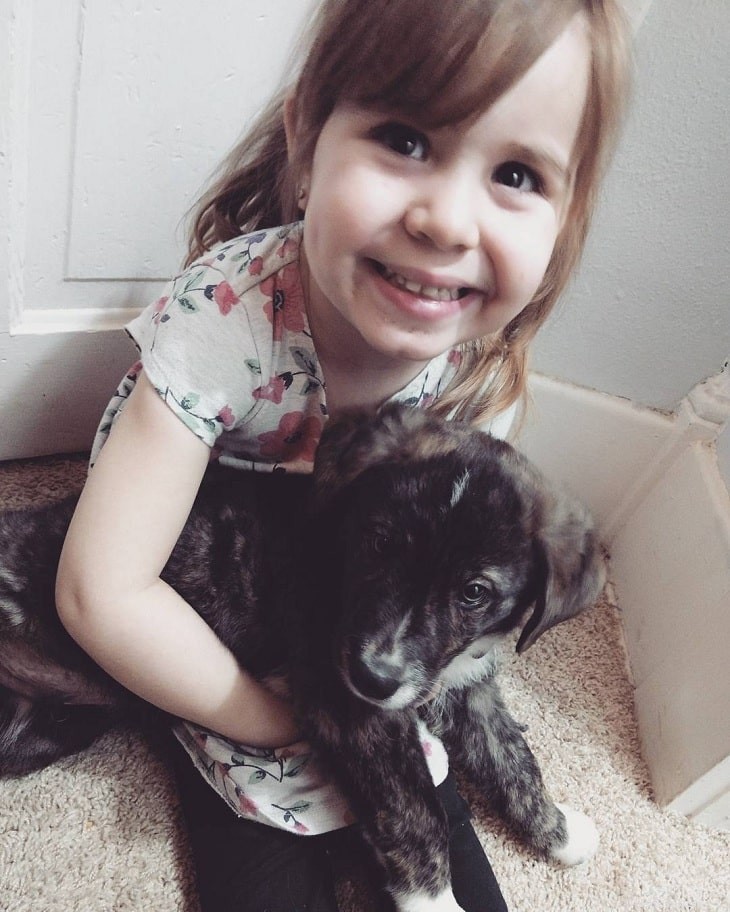 Treeing Tennessee Brindle: Behavior, Care, and Family Compatibility