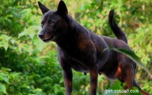 The Taiwan Dog: Loyal, Energetic Companion & Hunting Heritage