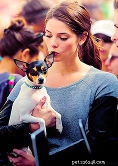 Toy Fox Terrier Behavior: Traits, Training, and Care