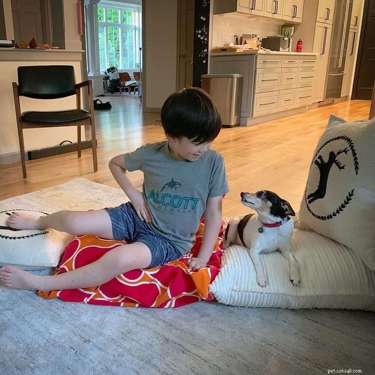 Toy Fox Terrier Behavior: Traits, Training, and Care