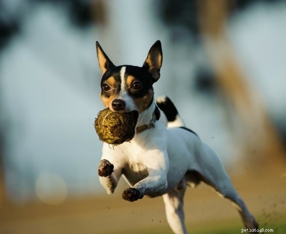Toy Fox Terrier Behavior: Traits, Training, and Care