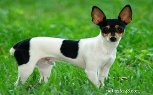 Toy Fox Terrier Behavior: Traits, Training, and Care