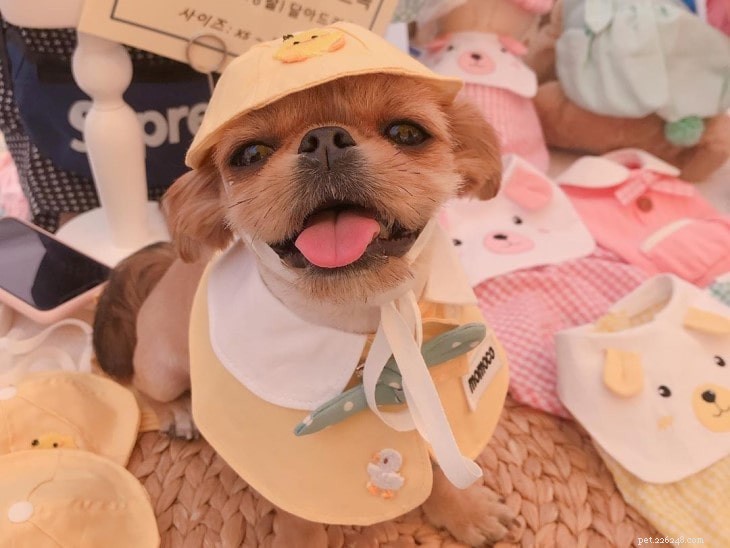 Understanding Yorkinese Behavior: Temperament & Care