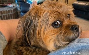 Understanding Yorkinese Behavior: Temperament & Care