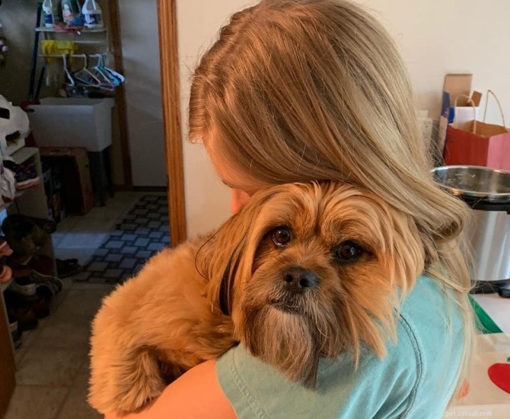 Understanding Yorkinese Behavior: Temperament & Care