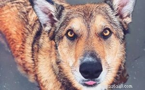 West Siberian Laika: Intelligent, Strong, and Ideal for Active Families