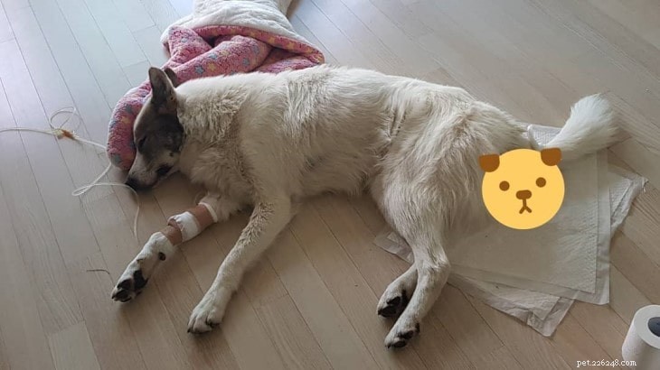 West Siberian Laika: Intelligent, Strong, and Ideal for Active Families