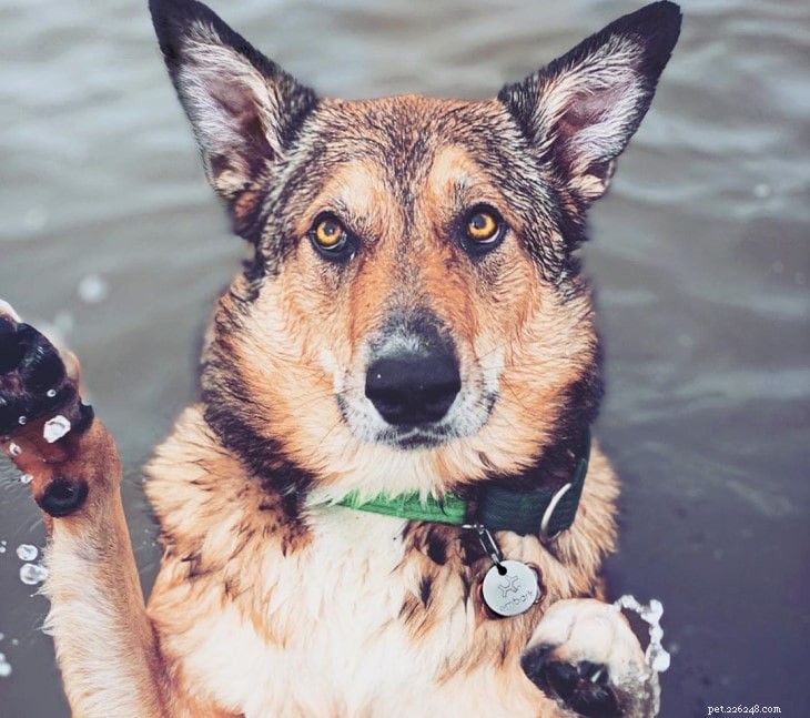 West Siberian Laika: Intelligent, Strong, and Ideal for Active Families