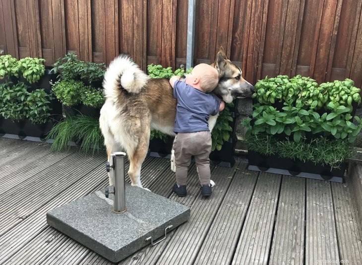 West Siberian Laika: Intelligent, Strong, and Ideal for Active Families