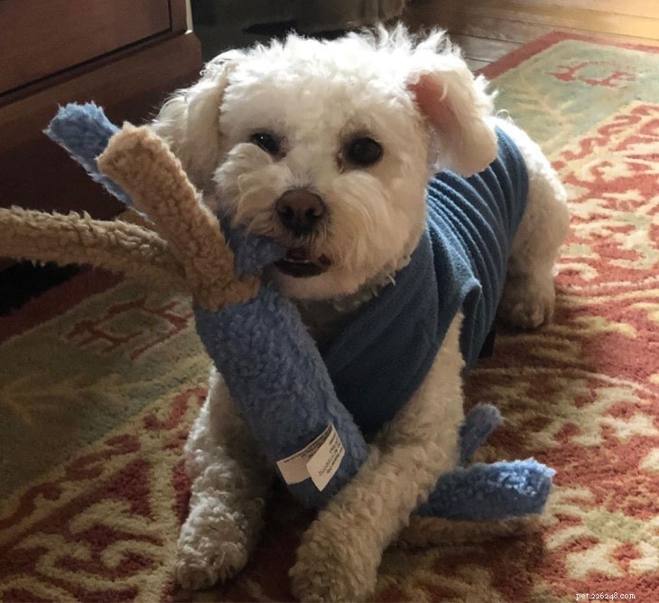 Yorkie-Poo Behavior: Smart, Playful, and Ideal for Active Homes