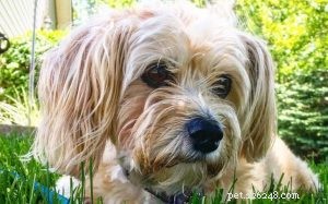 Yorkie-Poo Behavior: Smart, Playful, and Ideal for Active Homes