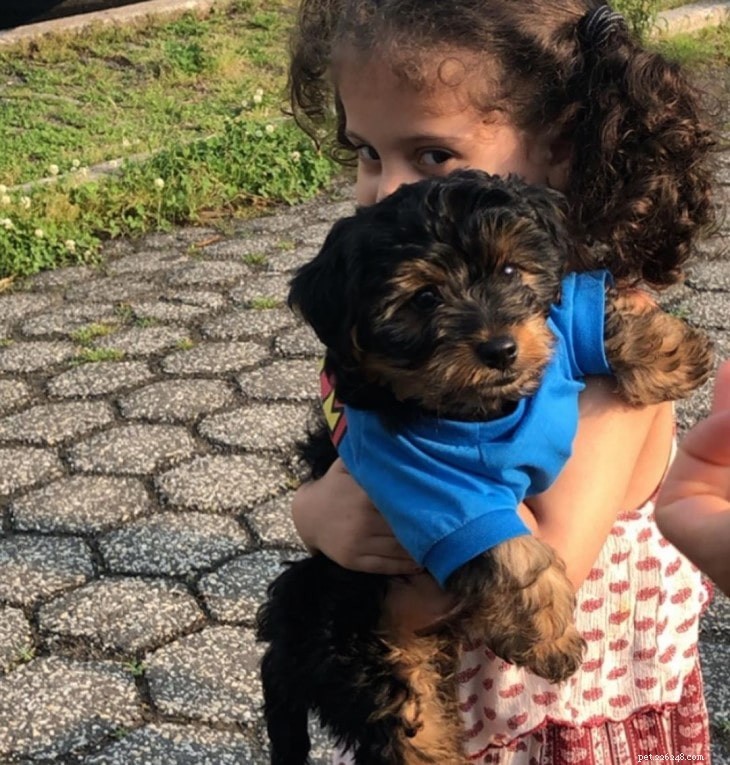 Yorkie-Poo Behavior: Smart, Playful, and Ideal for Active Homes