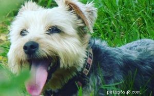 Understanding the Temperament and Care of Yorkie Russell Terriers
