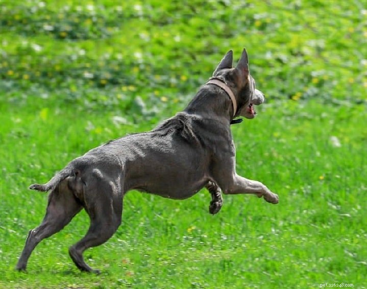 Thai Ridgeback Dog: Traits, Care, and Ownership Guide