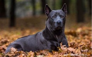 Thai Ridgeback Dog: Traits, Care, and Ownership Guide