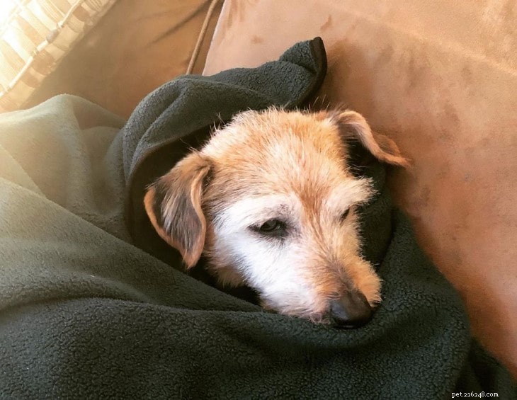 Understanding the Temperament and Care of Yorkie Russell Terriers