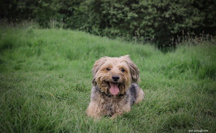 Understanding the Temperament and Care of Yorkie Russell Terriers
