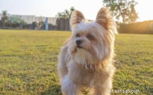 Yoranian (Yorkie-Pom) Behavior: A Comprehensive Guide