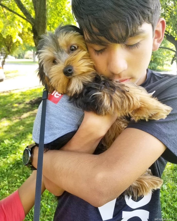 Yoranian (Yorkie-Pom) Behavior: A Comprehensive Guide