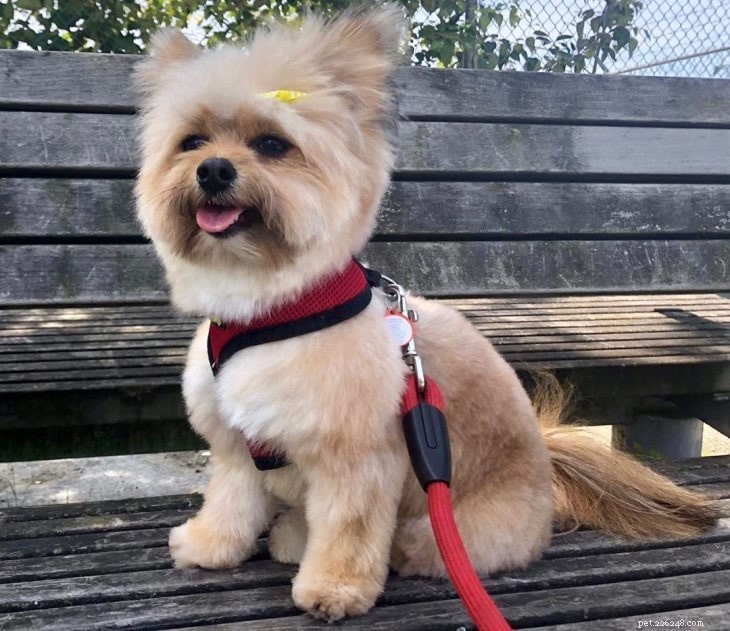 Yoranian (Yorkie-Pom) Behavior: A Comprehensive Guide