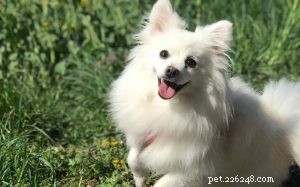 Volpino Italiano Temperament: Loyal Companion for Families
