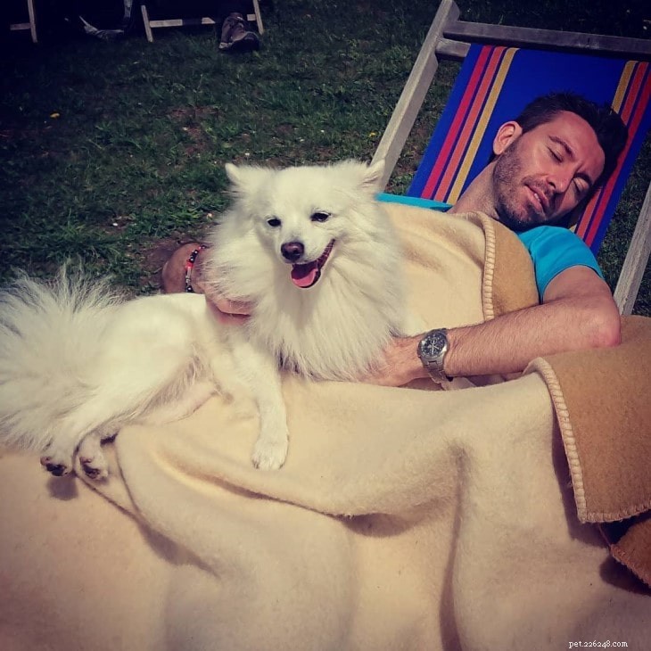 Volpino Italiano Temperament: Loyal Companion for Families