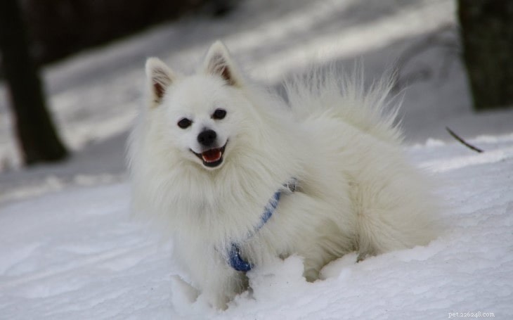 Volpino Italiano Temperament: Loyal Companion for Families