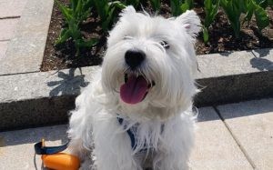 West Highland White Terrier Behavior: Traits, Temperament, and Care Tips