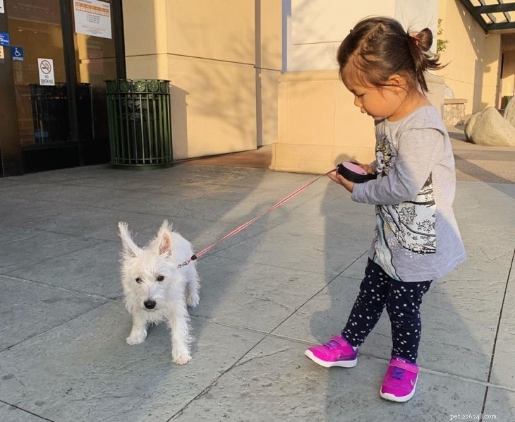 West Highland White Terrier Behavior: Traits, Temperament, and Care Tips